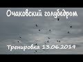 Очаковский голубедром. Первые зачеты. Тренировка голубей 13.06.2019