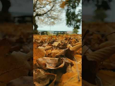📀..Seslendiriyorum🎙️'Sezen Aksu' (YAZIK)