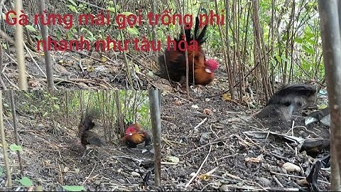 gà rừng mái gọi trống phi nhanh như tàu hỏa. poj qiab xeev lau dhias ceev tiag tiag