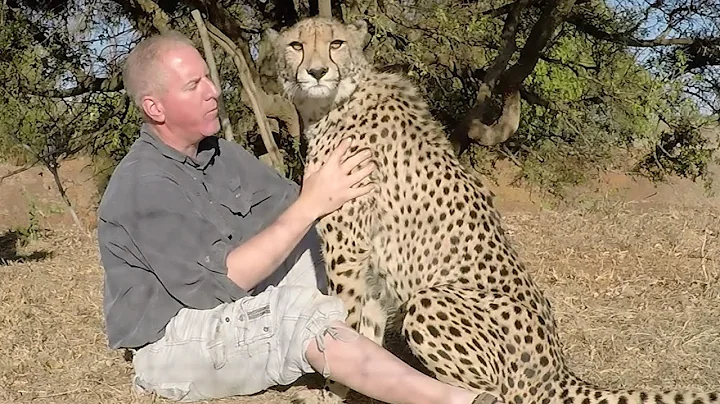 Thanksgiving Cheetah - Big Cat Thanks Friend For Feeding Him - Gives Hug & Kisses At Breeding Center