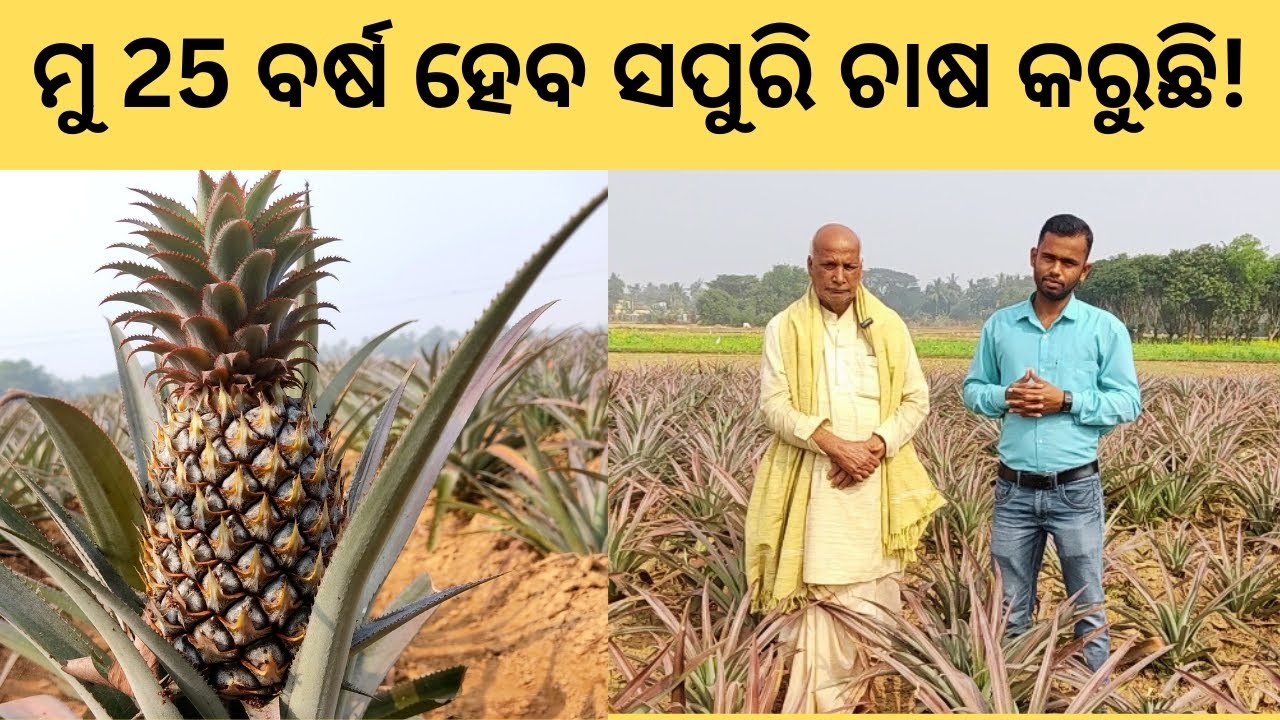 25 ବର୍ଷ ର ସଫଳ ସପୁରି ଚାଷୀ. Pineapple Farming in Odisha by Organic Odisha