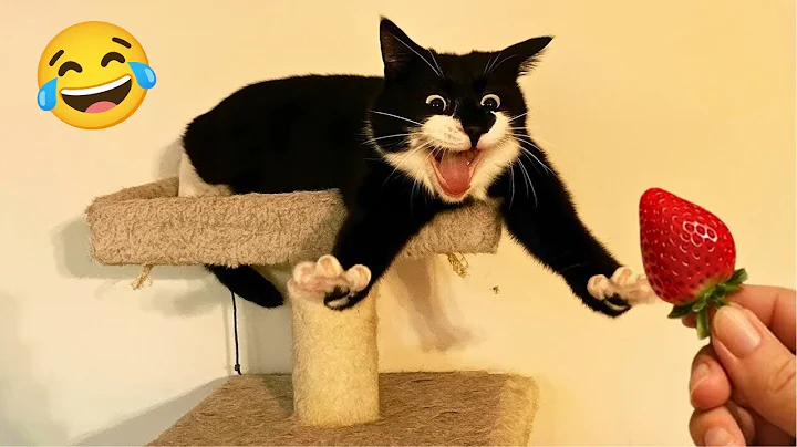 Video 11521821: funniest cats dogs, hilarious cat