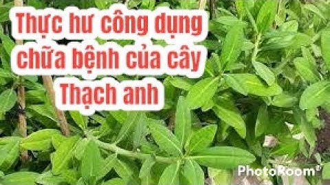 Cây Thạch anh chữa bệnh gì!? Sự thật lời đồn Cây Thạch anh chữa bệnh  hay | Thanh đồng vlog