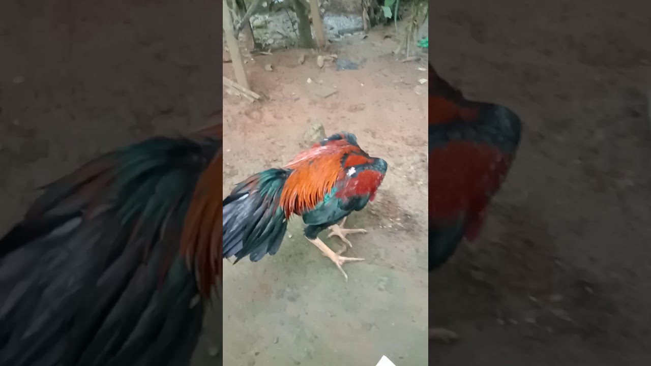 Ayam Bangkok Suro Manten!!! YouTube Ayam Bangkok Suro Manten!!! YouTube