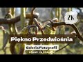 Piękno przedwiośnia w 2K