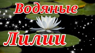 Цветы и  музыка/Водяные лилии/Музыкальное видео для отдыха/Water lilies/music video for relaxation!