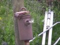 Bluetits nest at black tar