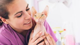 Consejos y cuidados para tener un gato esfinge (Sphynx)  Hogarmanía