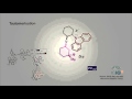 Iminium ion cycle - Nature, 532, 218-222