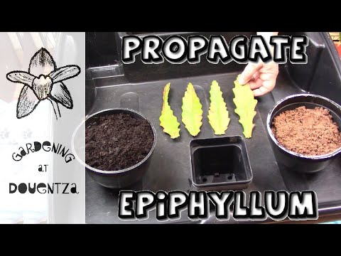 How To Propagate Epiphyllum