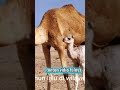 unta bukan berasal dari Padang pasir#shorts#animals#vidio