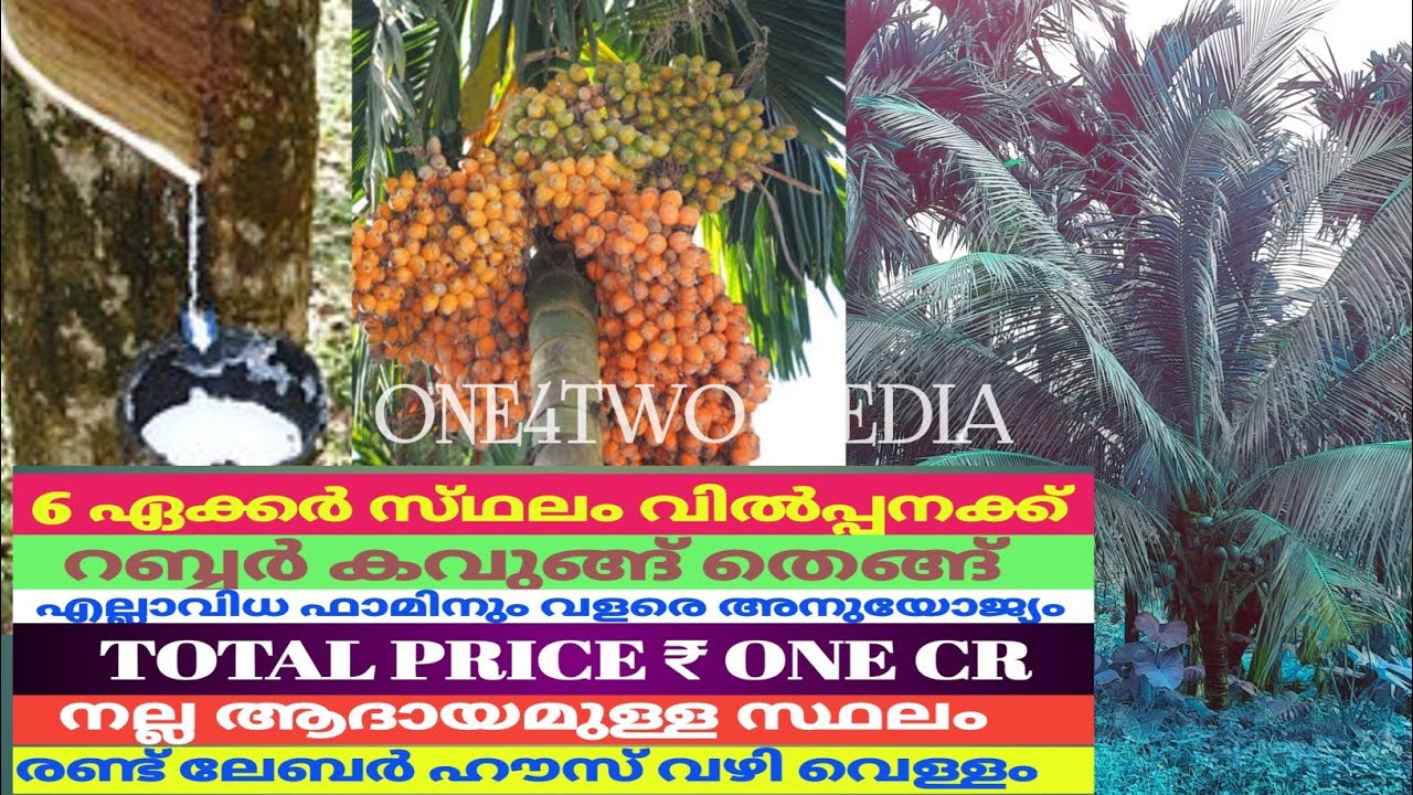 6ഏക്കർ സ്‌ഥലം വിൽപ്പനക്ക് /6Acre Agricultural Land For Sale