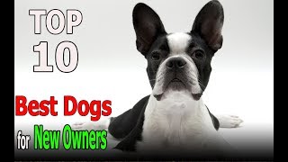 Top 10 Best dog breeds for New Owners | Top 10 animals by TOP 10 Animals 3,036 views 6 years ago 4 minutes, 49 seconds