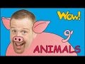 Farm animals for kids  more  steve and maggie with animals  english stories from wow english tv