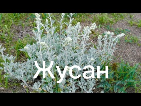 Жусан колл