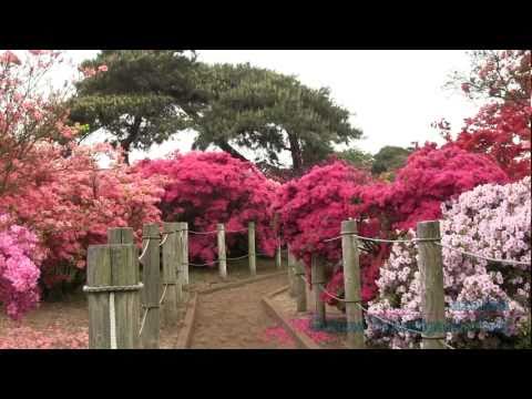 Video: Yapon Azalea (37 Ta Rasm): Rhododendron Turining Tavsifi, 