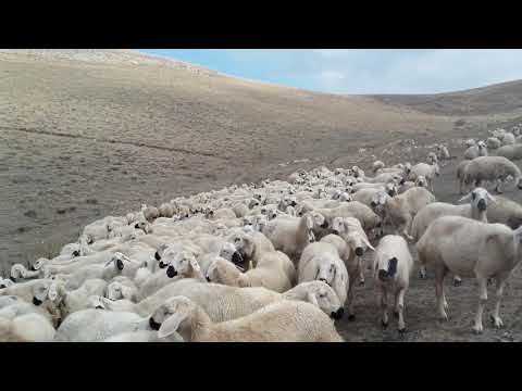 Kangal koyun la türkü nun  buluşması  { cesmeye  iniyi  güzelin hası  Tarık kara }