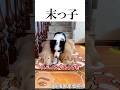 絶対に真ん中で寝たい犬🐶 #shortvideo #大型犬のいる生活 #ボーダーコリー