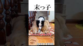 絶対に真ん中で寝たい犬🐶 #shortvideo #大型犬のいる生活 #ボーダーコリー