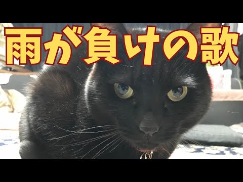 【歌う黒猫】81日目「雨が負けの歌」(CV:霊感レンタルおやじ。) - 木之内みどり「硝子坂」