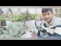 how to grow and care  silver dust /dusty Miller an ornamental decoration shekhawati gardaning