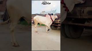Bulls Lover #fatejungbullrace #mandi #murshad #qurbani2025 #qurbani2026 #dangerbull