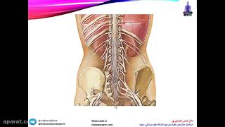 نوروآناتومی نخاع