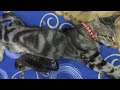 INDUK KUCING SOKOKE JAHIL SAMA ANAKNYA || SOKOKE CAT WITH KITTEN の動画、YouTube動画。