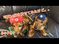 【dog】ミニチュアダックスフンド 今さらスイカワンピを着る親子 娘の希望は裸族！かわいい　おもしろ犬動画