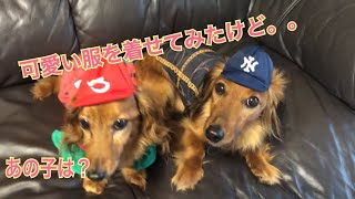 【dog】ミニチュアダックスフンド 今さらスイカワンピを着る親子 娘の希望は裸族！かわいい　おもしろ犬動画