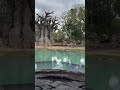 The baobab tree plays a crucial role in maintaining the health of African ecosystems. #animalkingdom