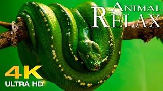 Animals of Africa 4K [Snake] 🌎 Great Relaxing Movie With Soft Music, Piano Music and Nature Sounds