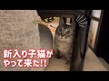 【前編】元気いっぱい新入り子猫がやって来た！