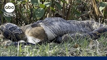 How Florida biologists discovered a Burmese python swallowing a fully-grown deer