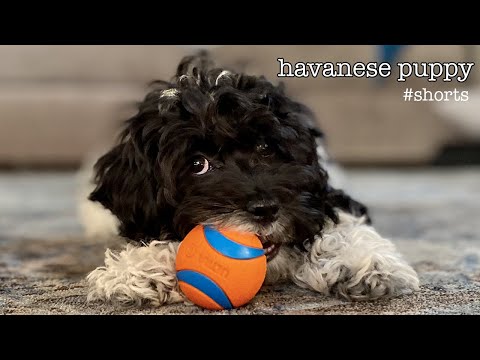 Video: Havanese hundar gör stora familjen husdjur