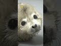 Baby seal rescued from Dalian beach to head back home