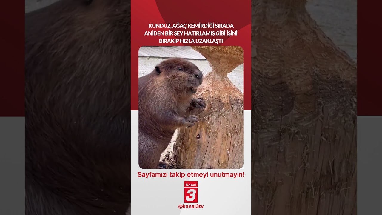 Kunduz, ağaç kemirdiği sırada aniden bir şey hatırlamış gibi işini bırakıp hızla uzaklaştı...