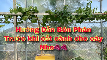Hướng Dẫn Bón Phân Cho Cây Nho,Trước  Khi Cắt Cành. ( Hotline: 0362216213 )