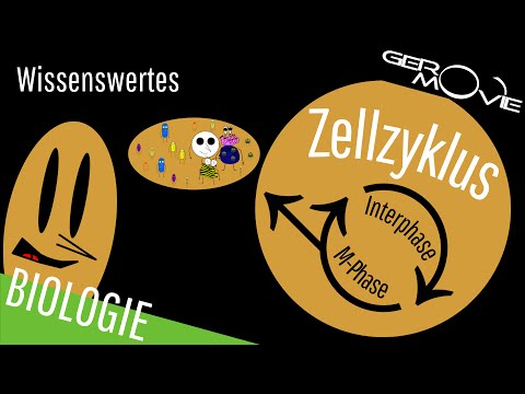 Video: Enth alten Zentrosomen Zentriolen?