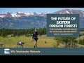 Webcast the future of eastern oregon forests