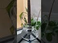 When your ST guitar is made of acrylic—total eye-catcher!#guitar #electricguitar #electricguitarist