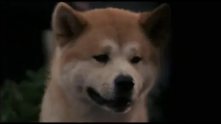 The Amazing story of HACHIKO the Akita faithful dog... a real story that made hundreds cry!