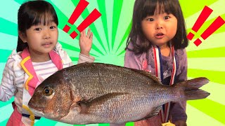 【たいが釣れた?】まりちゃんたちと釣りをしたよ!晩ごはんにしてみよう♫◆まりちゃん いずちゃん みなくん パパ 食育 教育 釣り 魚 鯛 挑戦 【たいが釣れた?】まりちゃんたちと釣りをしたよ!晩ごはんにしてみよう♫◆まりちゃん いずちゃん みなくん パパ 食育 教育 釣り 魚 鯛 挑戦