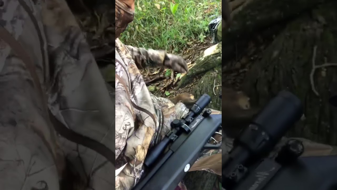 Hunting agouti in Trinidad and Tobago with Benjamin marauder .177 YouTube