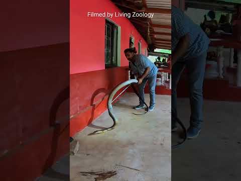 A huge King cobra hiding in a car in India, safely rescued and released!