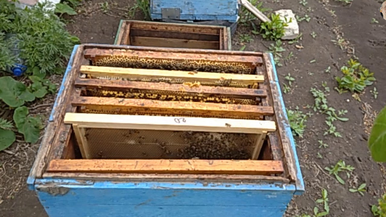 АЛЕКСАНДР ДЕЛАЕТ ОТВОДОК НА МАТОЧНИКИ