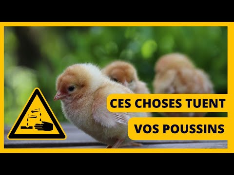 Ne faites jamais ça dans votre ferme avicole