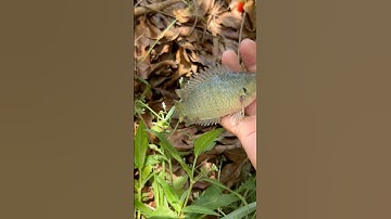 Câu cá rô ngay góc gáo thì đúng bài #cauca #giaitri #shotrs