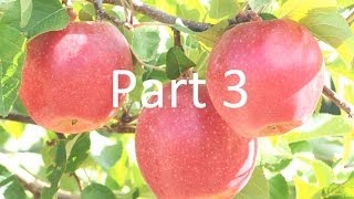 Apple Breeding at Washington State University