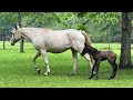 Trouper the Survivor Foal Featured on The Dodo! @familyorchards6282